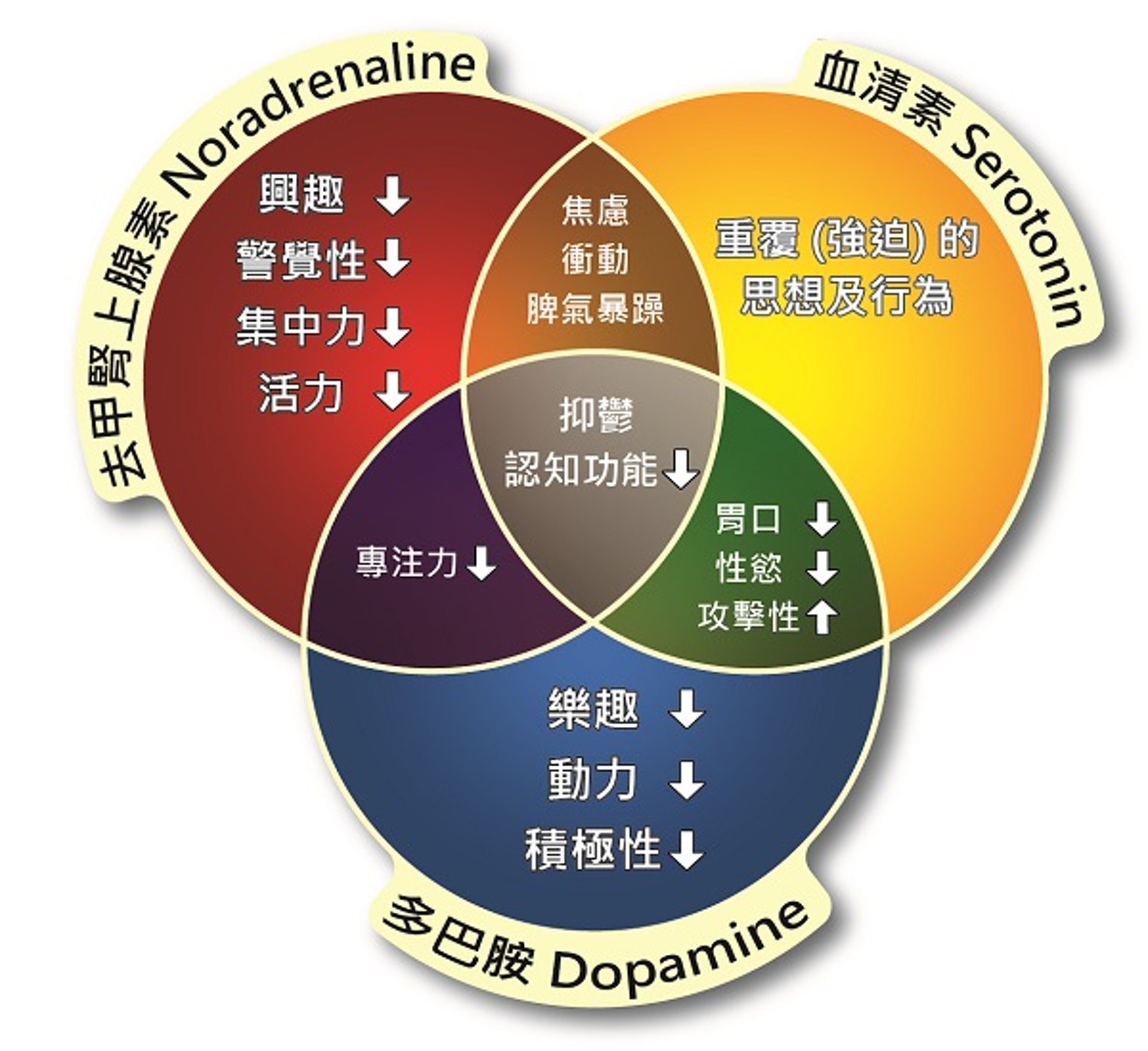 缺少血清素、去甲腎上腺素和多巴胺會導致的問題(受訪者授權提供) 缺少血清素、去甲腎上腺素和多巴胺會導致的問題(受訪者授權提供)