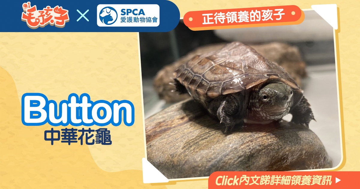 領養消息 愛護動物協會 2月10日 中華花龜