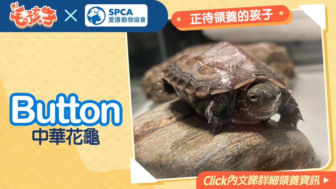 領養消息 愛護動物協會 2月10日 中華花龜 領養消息 愛護動物協會 2月10日 中華花龜