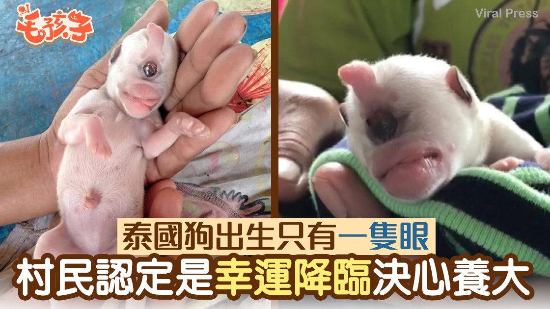 泰國狗出生只有一隻眼 獸醫不看好 村民認定是幸運降臨將牠撫養 泰國狗出生只有一隻眼 獸醫不看好 村民認定是幸運降臨將牠撫養