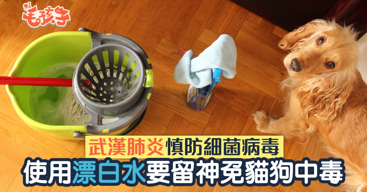 武漢肺炎 慎用清潔用品防細菌病毒漂白水隨時害死貓狗 武漢肺炎 慎用清潔用品防細菌病毒漂白水隨時害死貓狗
