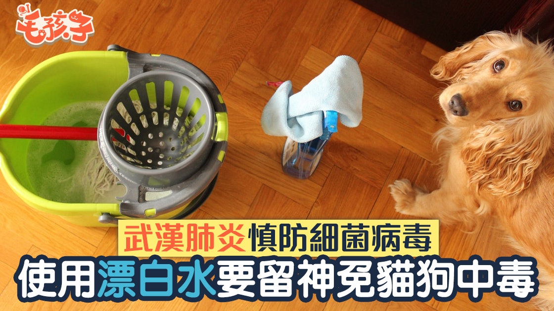 武漢肺炎 慎用清潔用品防細菌病毒漂白水隨時害死貓狗