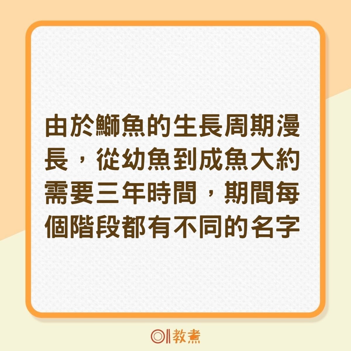 食物解碼 拆解油甘魚最佳食用時機冰見寒鰤日本境內限定 香港01 教煮