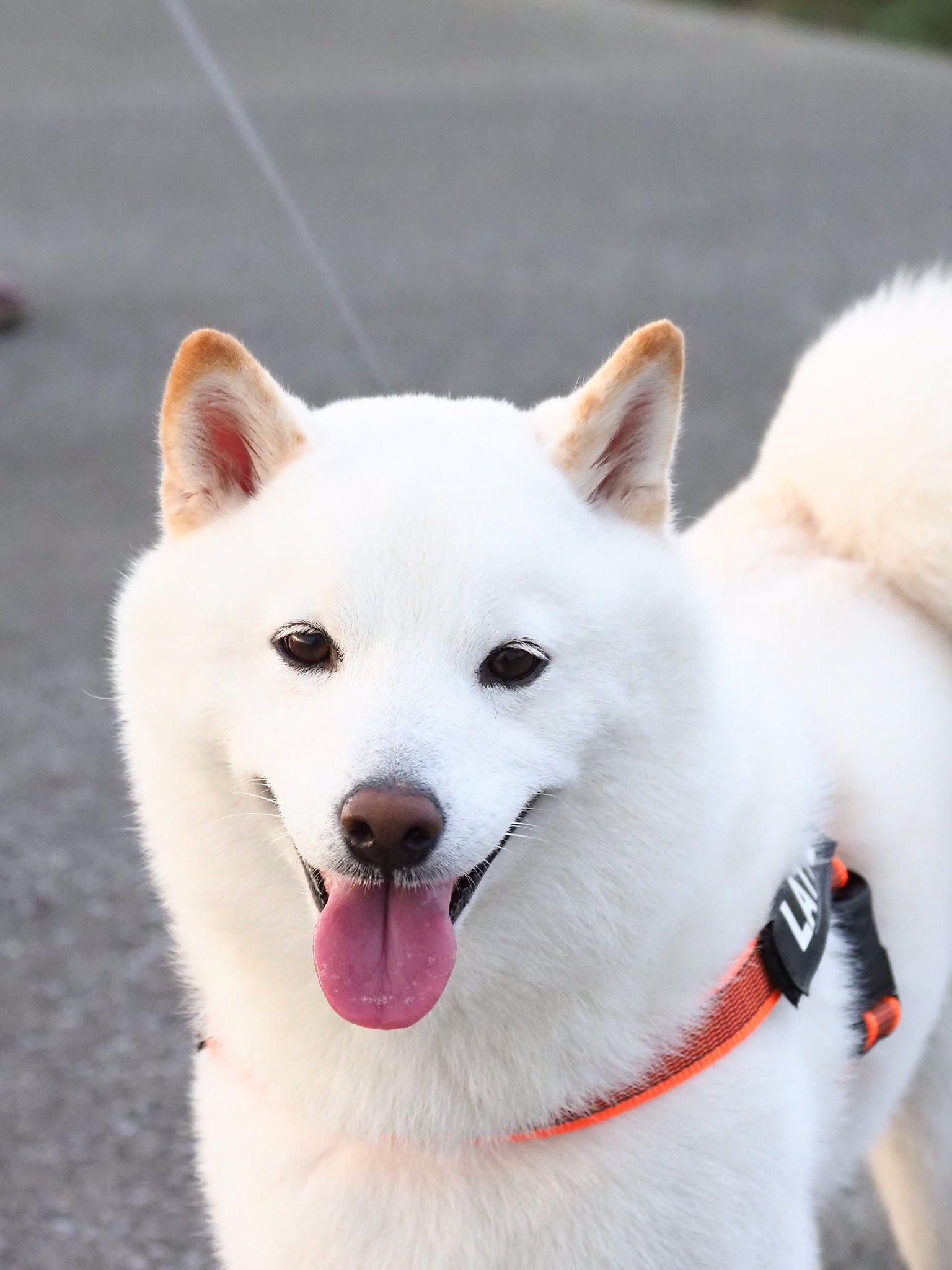 秋田犬擁有柴犬魂聽到這句話必跟主人玩拔河 秋田犬擁有柴犬魂聽到這句話必跟主人玩拔河