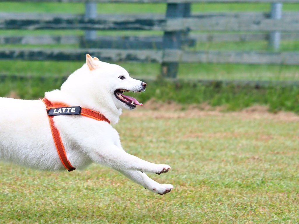 秋田犬擁有柴犬魂聽到這句話必跟主人玩拔河 秋田犬擁有柴犬魂聽到這句話必跟主人玩拔河