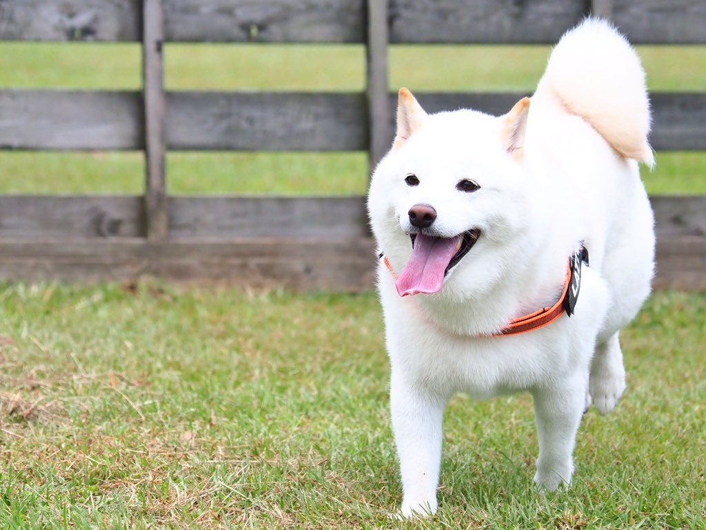 秋田犬擁有柴犬魂聽到這句話必跟主人玩拔河 秋田犬擁有柴犬魂聽到這句話必跟主人玩拔河