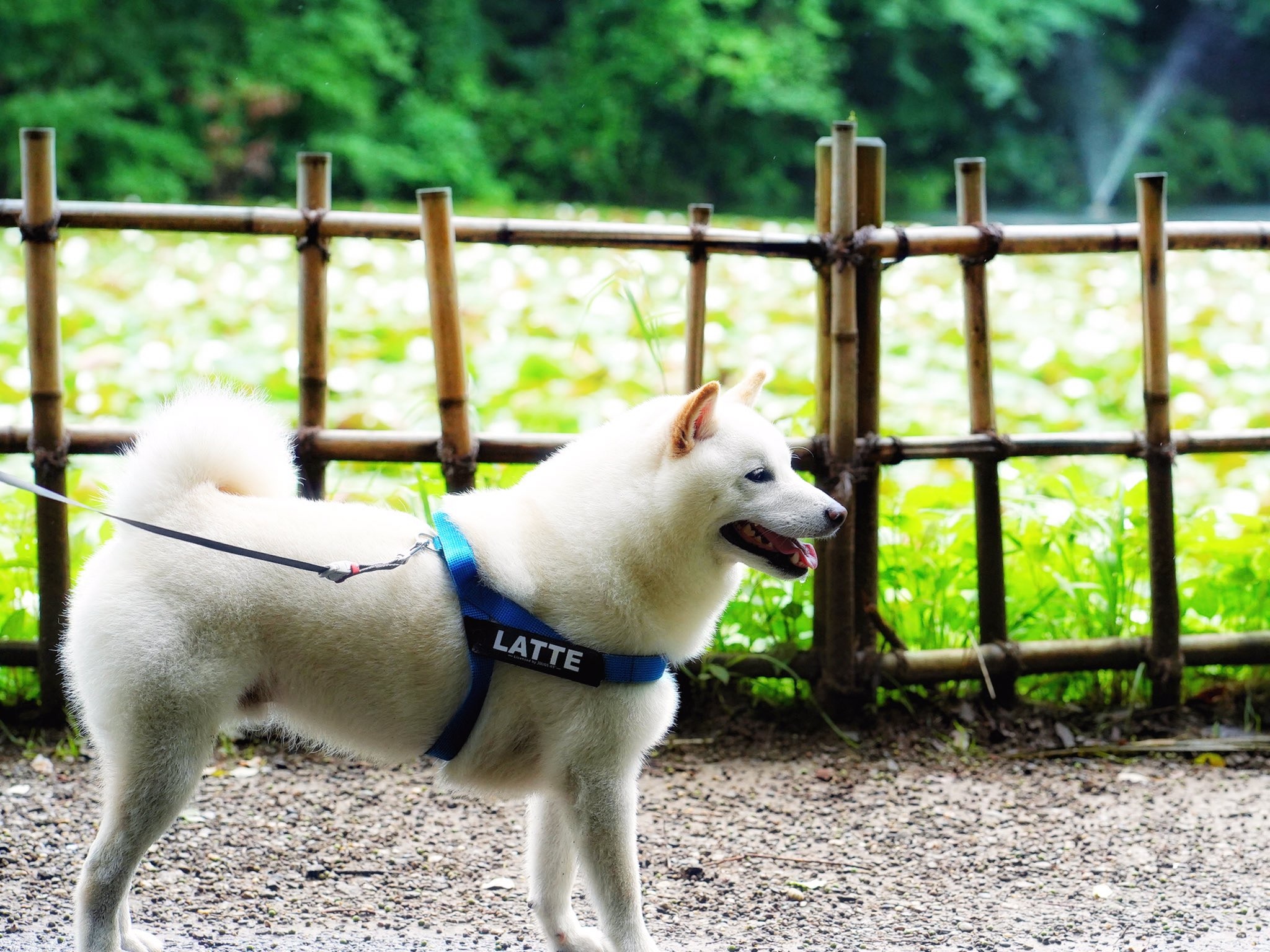 秋田犬擁有柴犬魂聽到這句話必跟主人玩拔河 秋田犬擁有柴犬魂聽到這句話必跟主人玩拔河