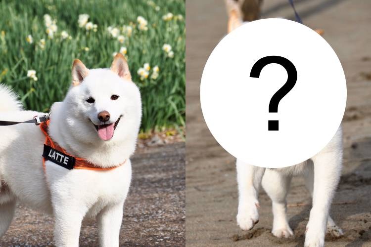 秋田犬擁有柴犬魂聽到這句話必跟主人玩拔河 秋田犬擁有柴犬魂聽到這句話必跟主人玩拔河