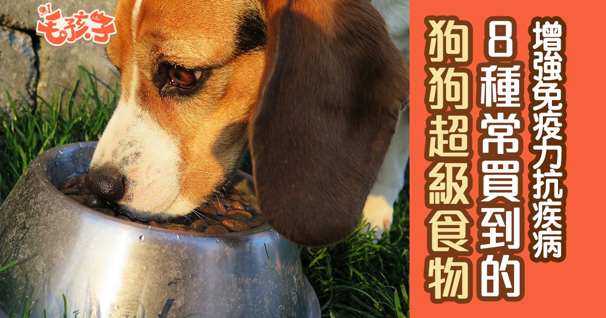 8種一定要認識的狗狗超級食物增強免疫力從飲食開始 香港01 寵物