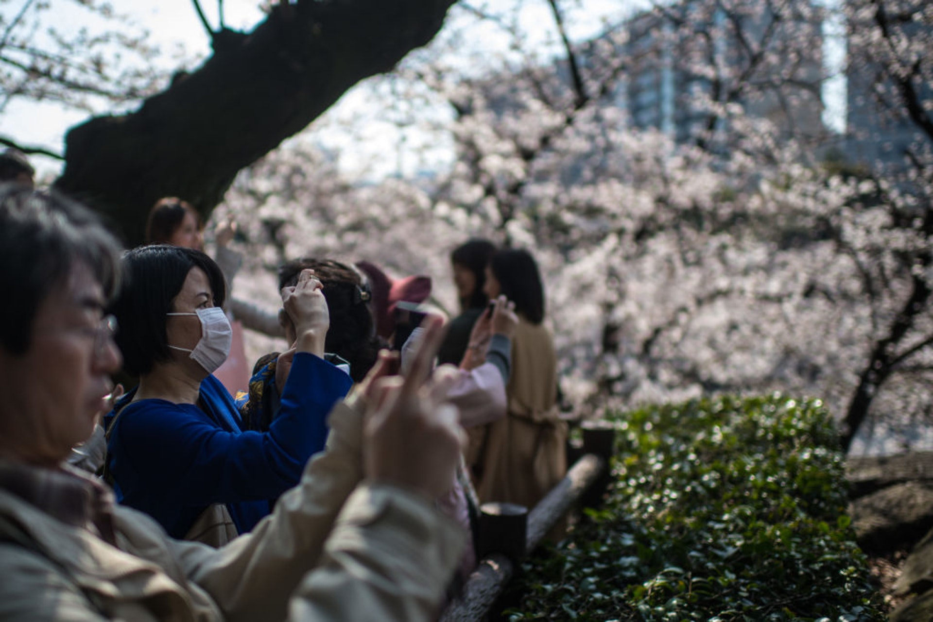 日本文化 又到了惱人的季節 在日外國人分享花粉症的 驚 驗 香港01 旅遊 日本文化 又到了惱人的季節 在日外國人分享花粉症的 驚 驗 香港01 旅遊