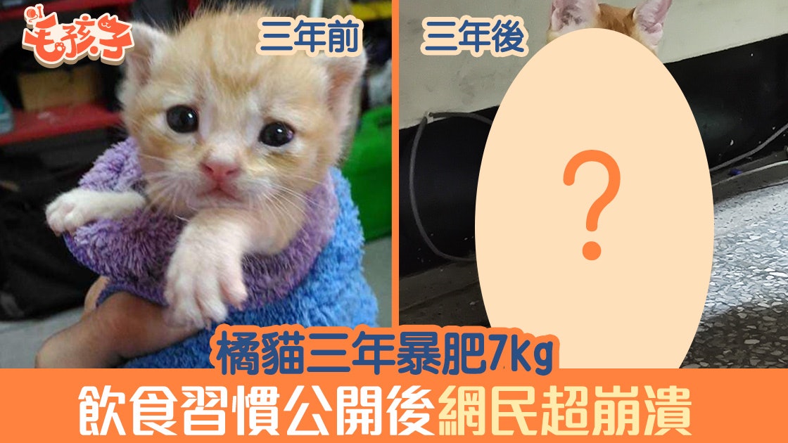 橘貓三年暴肥7kg 媽公開飲食習慣網民超崩潰 香港01 寵物