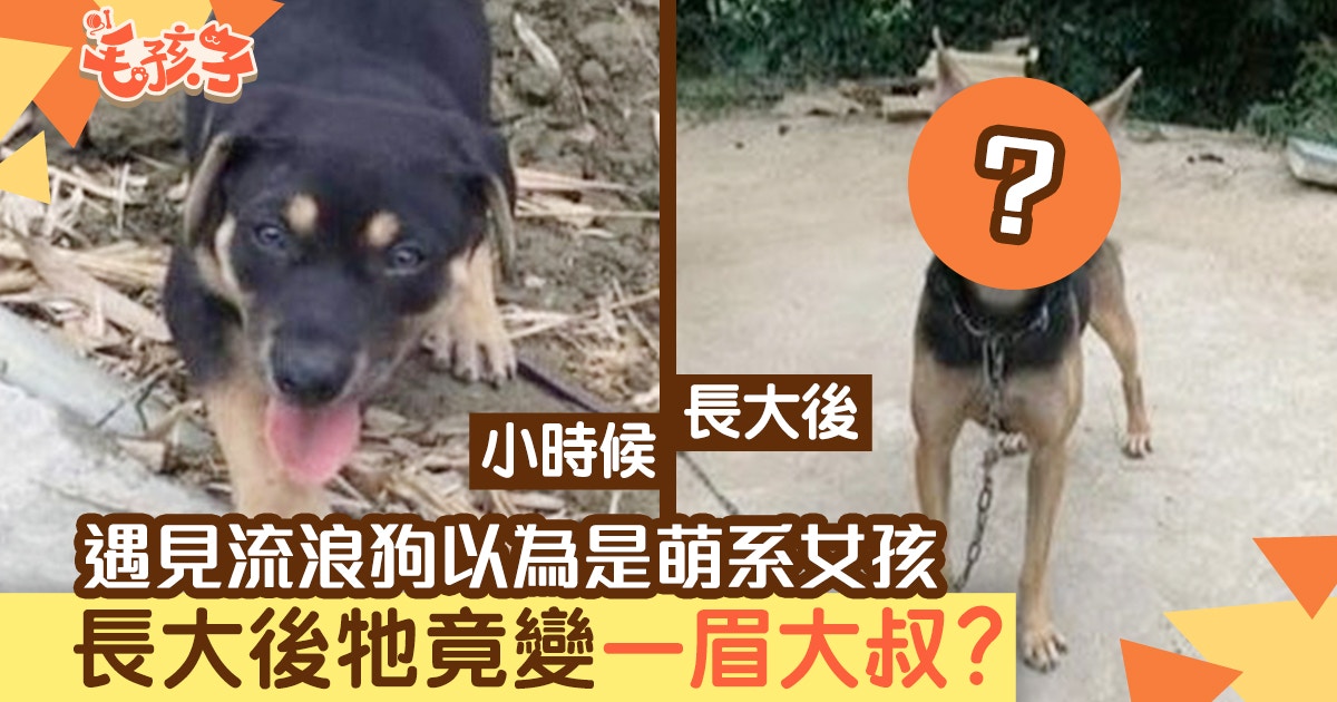 混種狗原本是個小女生長大後驚變 一眉道長 香港01 寵物 混種狗原本是個小女生長大後驚變 一眉道長 香港01 寵物
