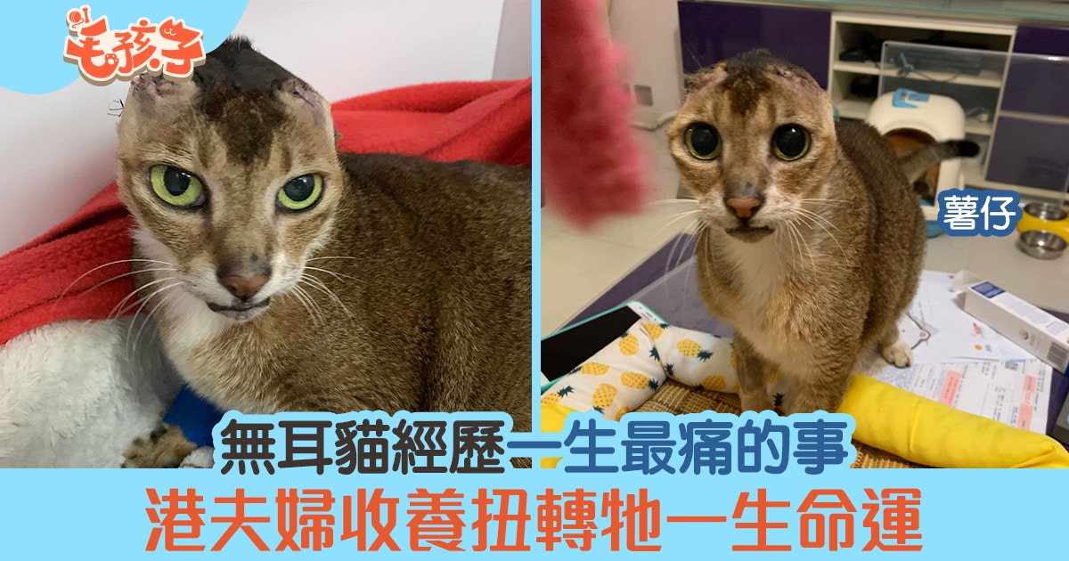無耳貓 薯仔 經歷一生最痛的事港夫婦收養扭轉牠一生命運 香港01 寵物