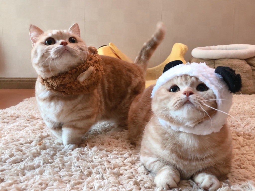 萌寵充電站 史上最可愛貓 沙梨 登場保證翻看1000次也不夠 香港01 寵物