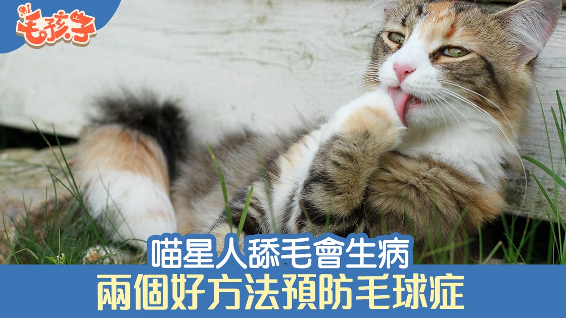 貓舔毛 主子舔毛因是生病了 預防毛球症的兩大妙計 香港01 寵物