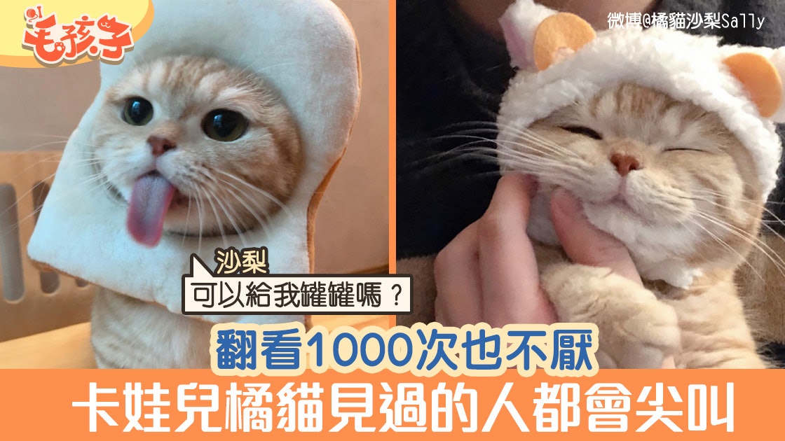 萌寵充電站 史上最可愛貓 沙梨 登場保證翻看1000次也不夠 萌寵充電站 史上最可愛貓 沙梨 登場保證翻看1000次也不夠