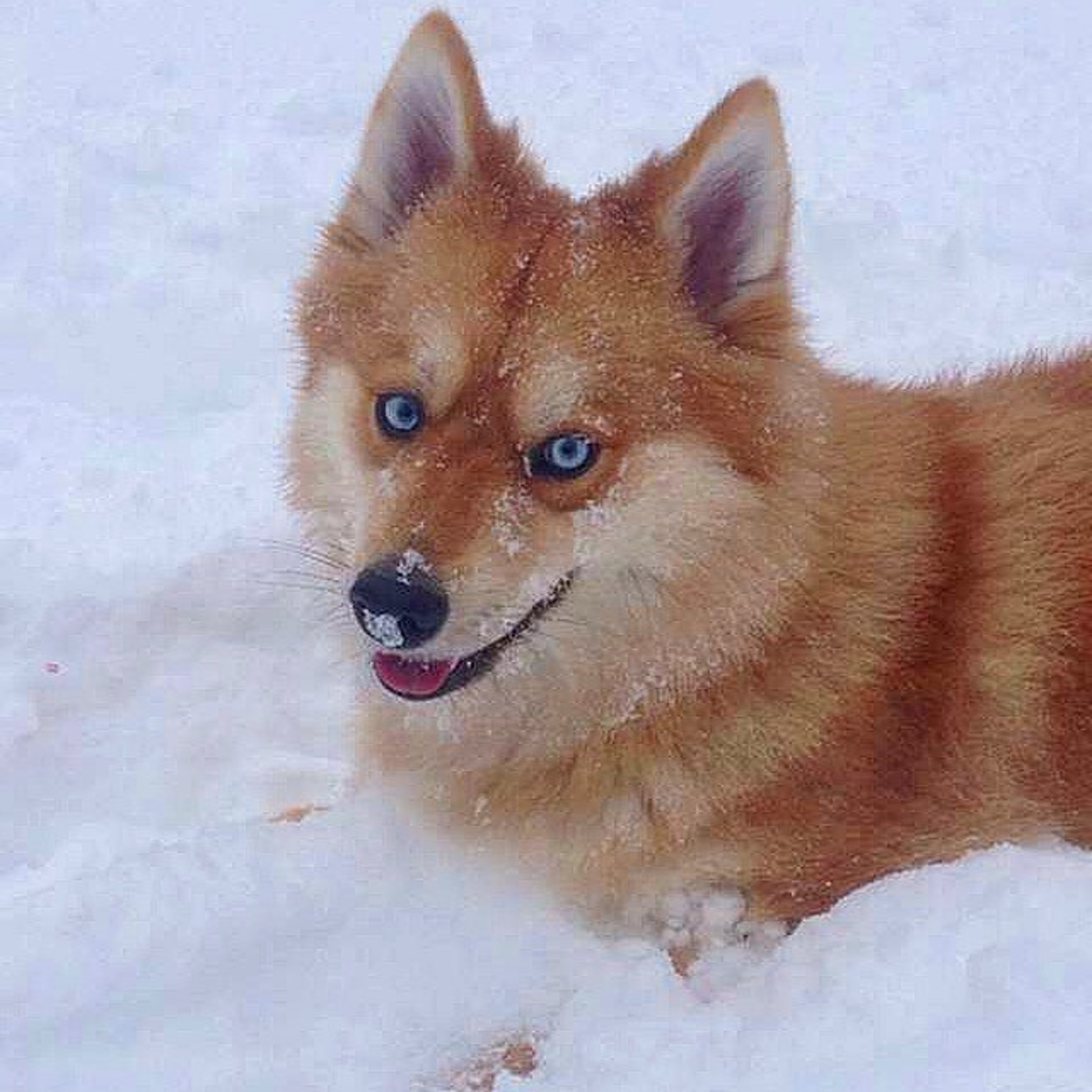 混種雪橇 外貌100 是狐狸想不到牠的身份原來是這種狗 混種雪橇 外貌100 是狐狸想不到牠的身份原來是這種狗