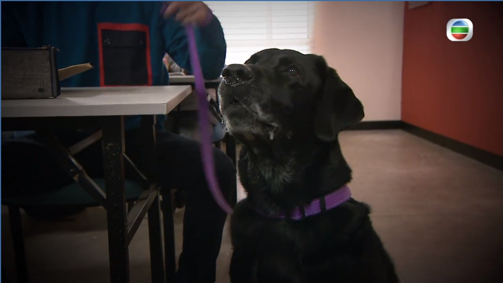 他身旁有一頭聲稱是導盲犬的黑色拉不拉多犬陪伴。(電視截圖) 他身旁有一頭聲稱是導盲犬的黑色拉不拉多犬陪伴。(電視截圖)