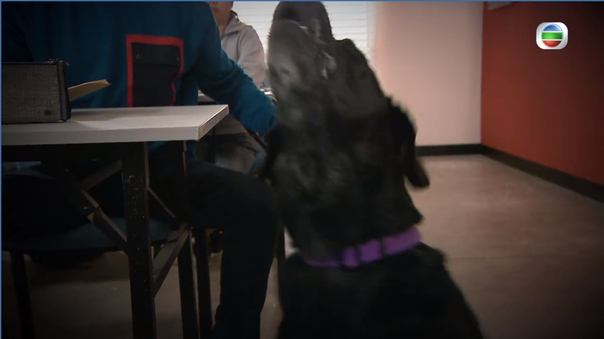 導盲犬隨即大聲吠叫及作勢張口反擊。(電視截圖) 導盲犬隨即大聲吠叫及作勢張口反擊。(電視截圖)