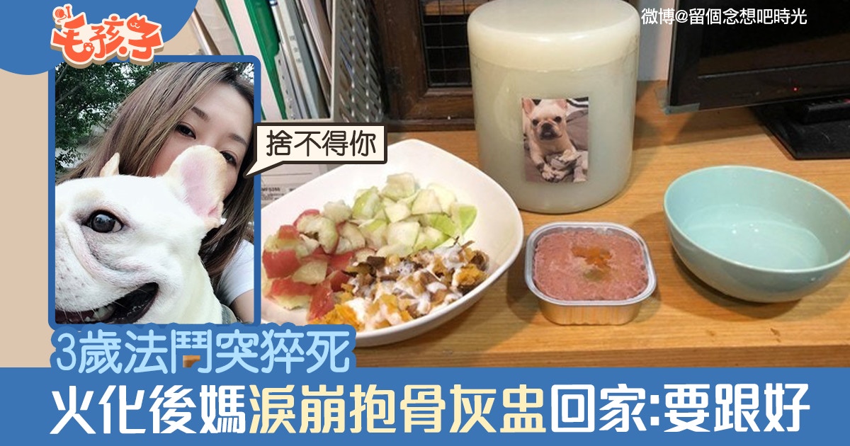 3歲法鬥犬無預警離世火化後主人抱骨灰盅回家 要跟好 香港01 寵物
