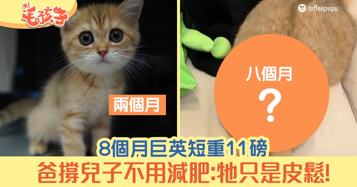 英國短毛貓8個月竟重5kg 爸盲撐兒子不用減肥 牠只是皮鬆