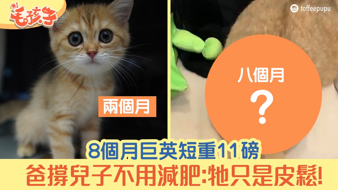 英國短毛貓8個月竟重5kg 爸盲撐兒子不用減肥 牠只是皮鬆 英國短毛貓8個月竟重5kg 爸盲撐兒子不用減肥 牠只是皮鬆