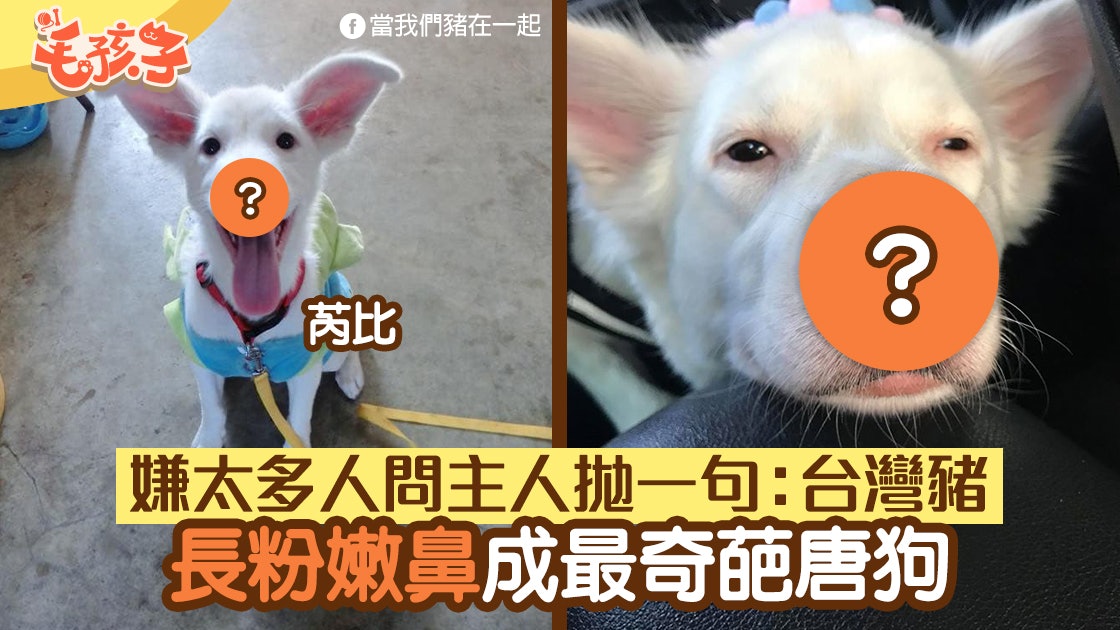 台灣 白色唐狗天生粉嫩鼻常被路人問品種媽嫌太煩 是台灣豬 香港01 寵物 台灣 白色唐狗天生粉嫩鼻常被路人問品種媽嫌太煩 是台灣豬 香港01 寵物