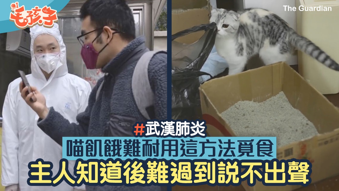 【新冠肺炎】義工上門喂貓睹傷心一幕 怕主人太難過說出善意謊言 【新冠肺炎】義工上門喂貓睹傷心一幕 怕主人太難過說出善意謊言