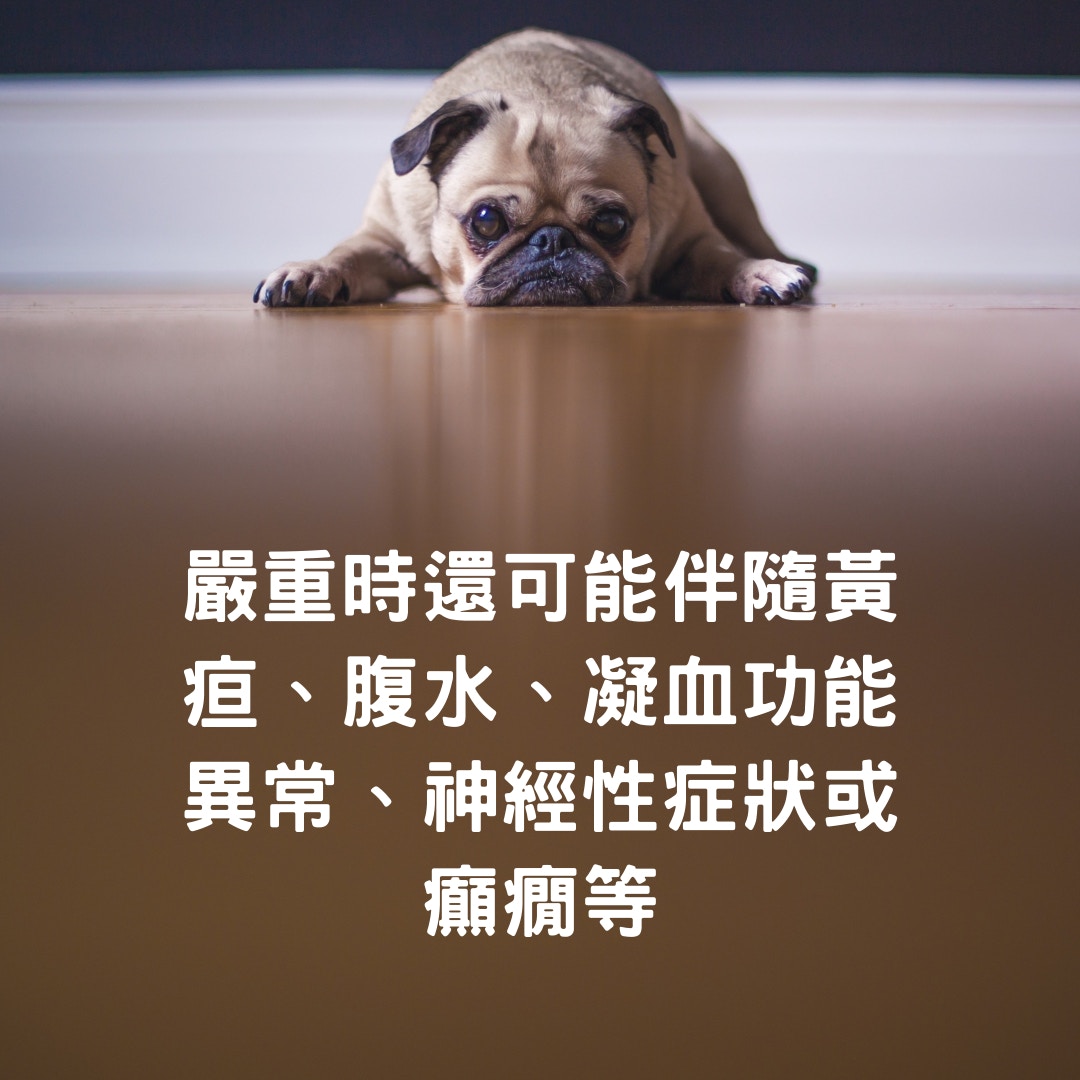 照顧老狗 應對白內障 慢性肝病主人照顧老狗３大技巧