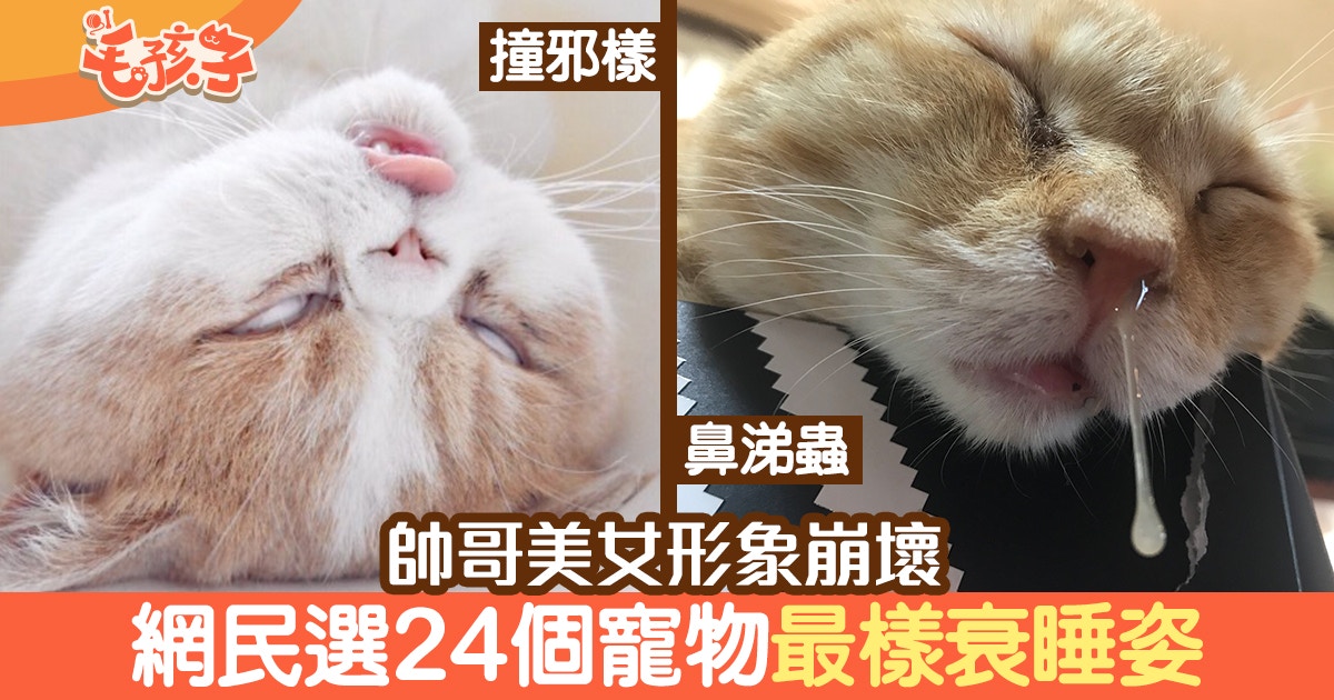 貓狗睡姿】流口水、反白眼形象全崩壞網民選24個最樣衰睡相 貓狗睡姿】流口水、反白眼形象全崩壞網民選24個最樣衰睡相