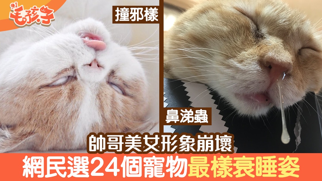 貓狗睡姿】流口水、反白眼形象全崩壞網民選24個最樣衰睡相 貓狗睡姿】流口水、反白眼形象全崩壞網民選24個最樣衰睡相