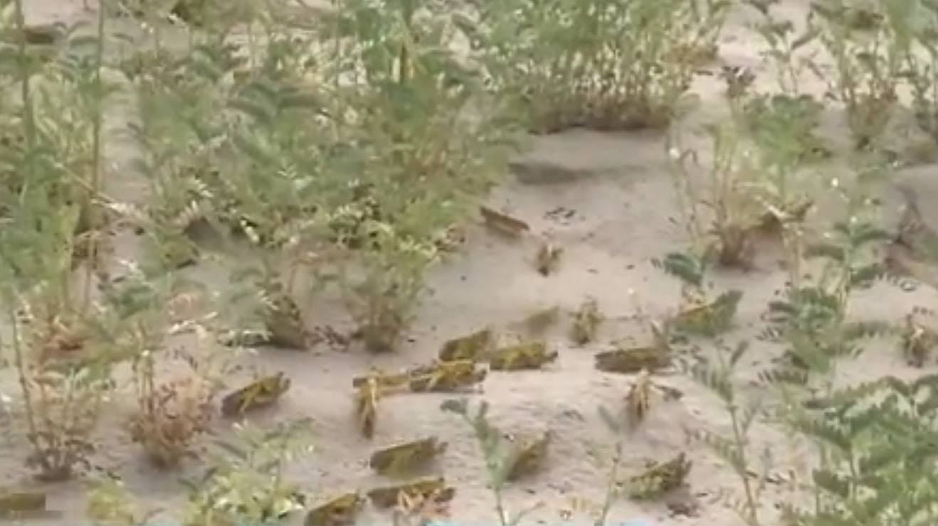 專家指當地的蝗蟲正進入交配繁殖階段，今次蝗災比預想得要嚴重。（影片截圖）