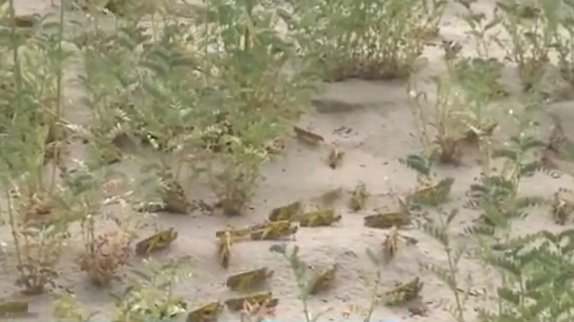 專家指當地的蝗蟲正進入交配繁殖階段,今次蝗災比預想得要嚴重。(影片截圖) 專家指當地的蝗蟲正進入交配繁殖階段,今次蝗災比預想得要嚴重。(影片截圖)