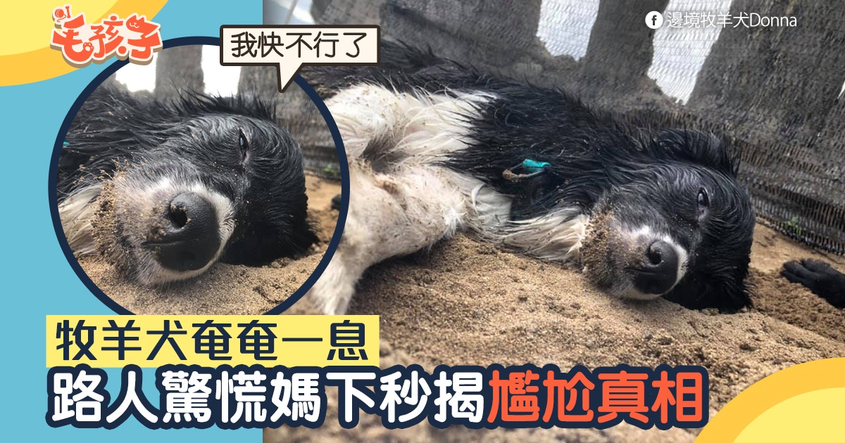 牧羊犬突然伏路旁奄奄一息路人超驚恐媽揭尷尬真相