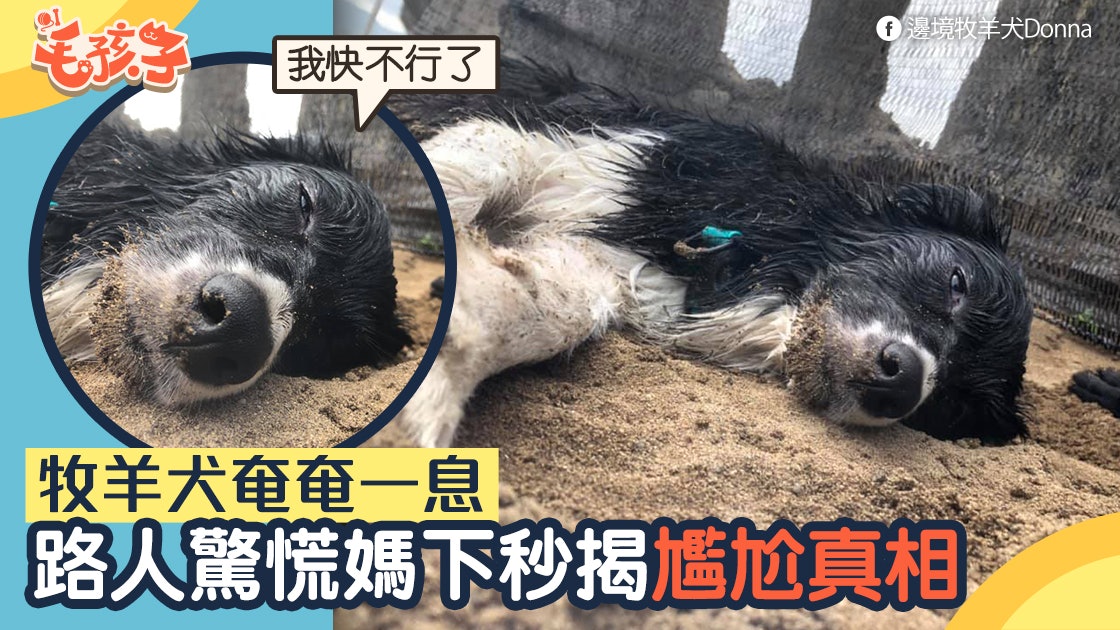 牧羊犬突然伏路旁奄奄一息路人超驚恐媽揭尷尬真相
