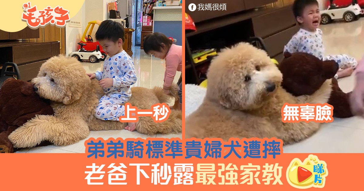 弟弟騎標準貴婦狗遭過肩摔　爸秒說公道話　獲贊最強家教
