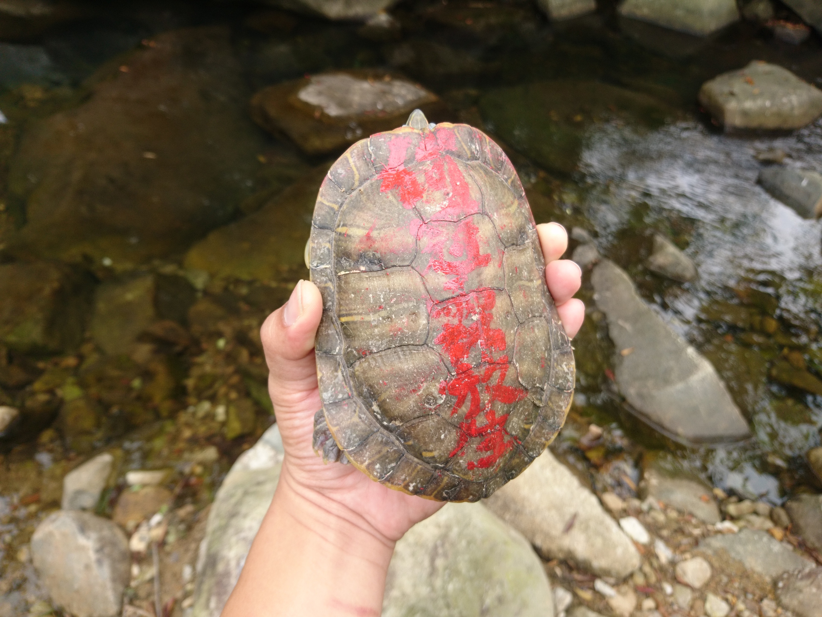 放生動物被畫花了龜殼。(愛護動物協會) 放生動物被畫花了龜殼。(愛護動物協會)
