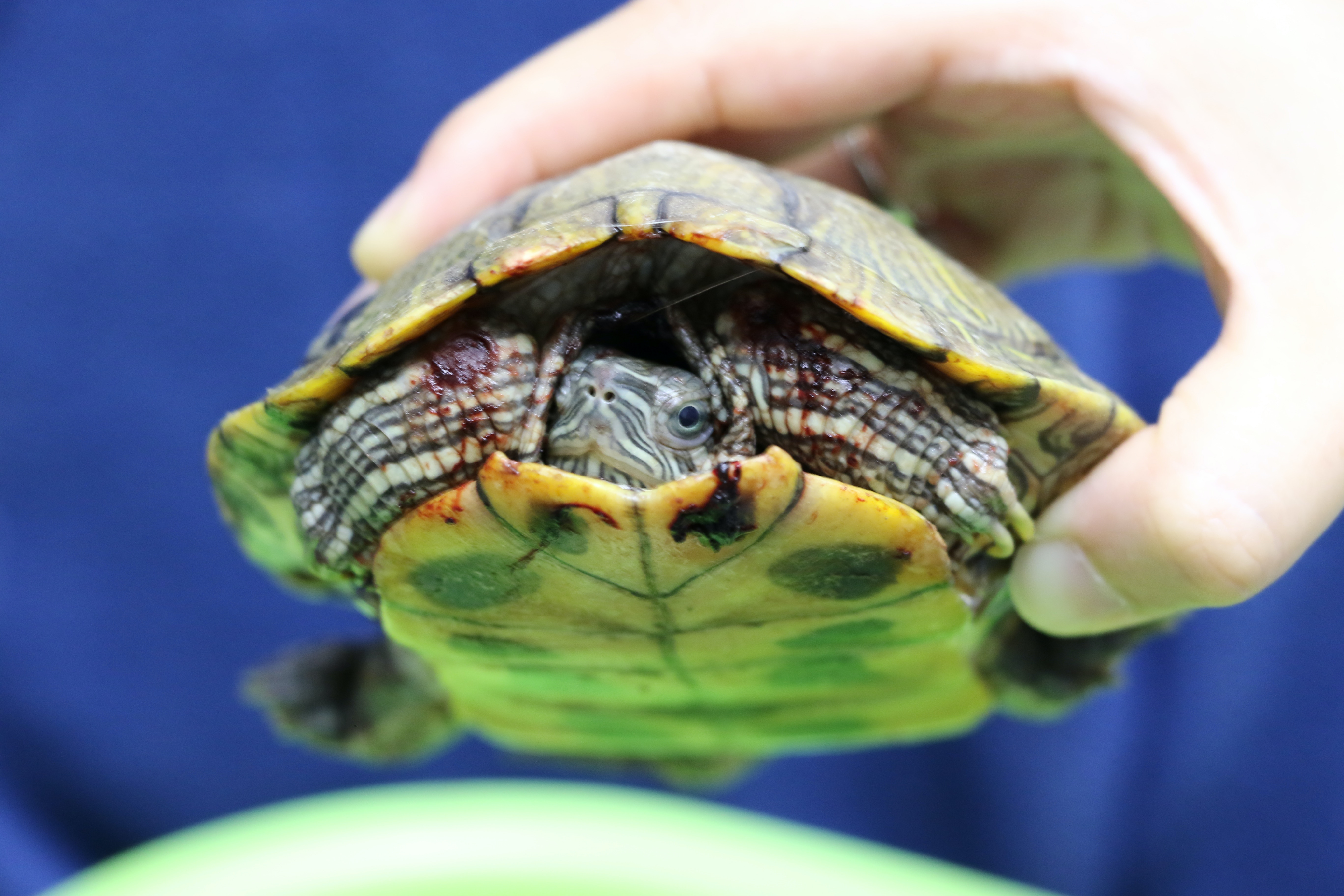 放生時根本就沒理會附近環境是否適合小動物生活。(愛護動物協會) 放生時根本就沒理會附近環境是否適合小動物生活。(愛護動物協會)