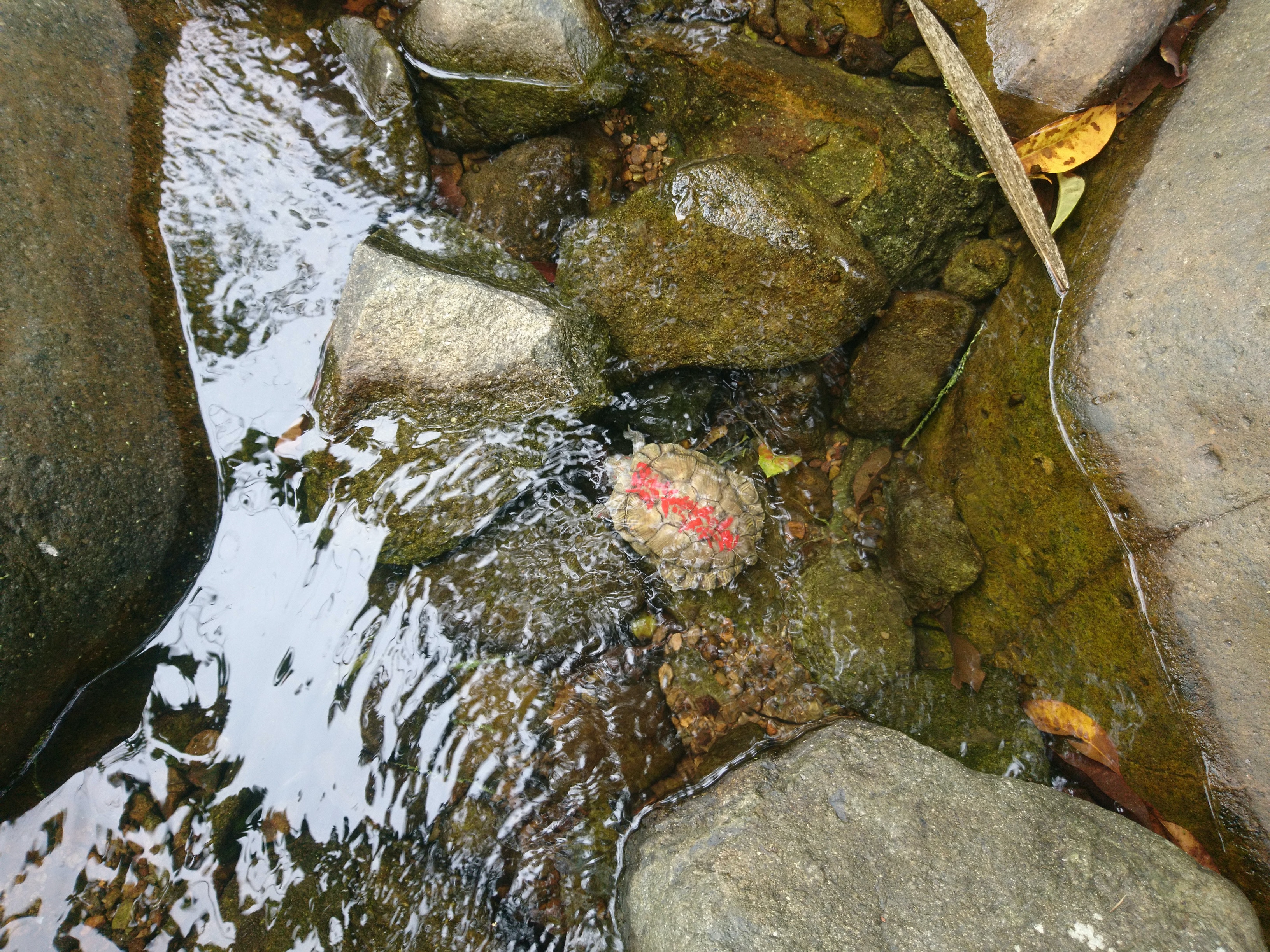 放生動物也會影響到生態環境。(愛護動物協會) 放生動物也會影響到生態環境。(愛護動物協會)