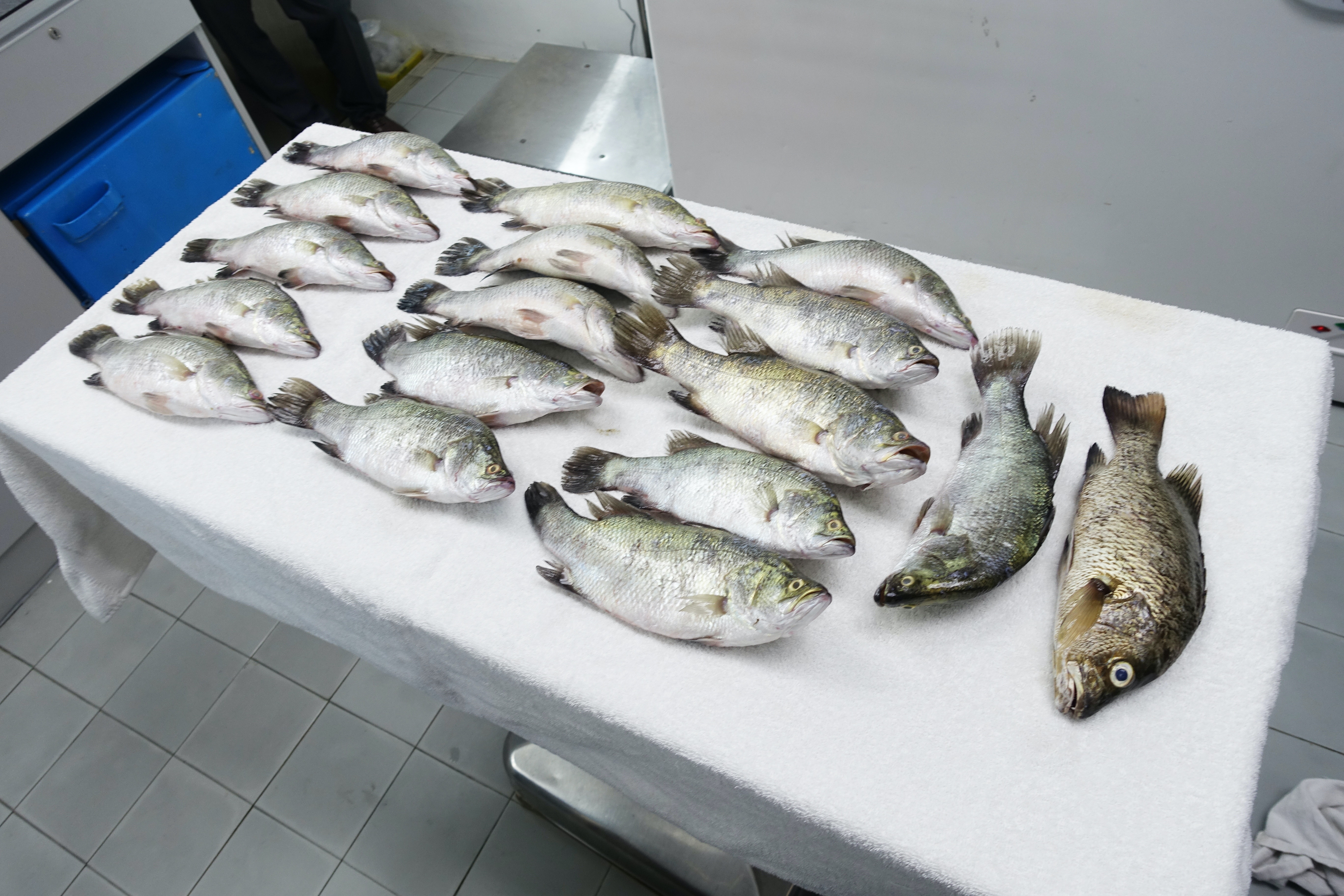 不適當的放生,隨時引發牠們死亡。(愛護動物協會) 不適當的放生,隨時引發牠們死亡。(愛護動物協會)