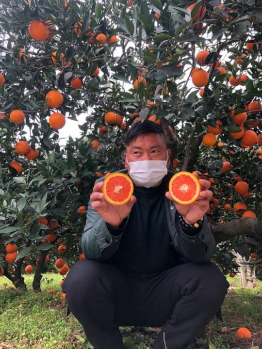 湖北秭歸因為疫情關係，一度有17萬噸臍橙滯銷。（新華網）