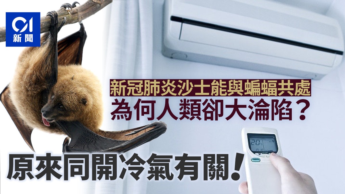 【新冠肺炎】蝙蝠滿身致命病毒卻無事? 令人類衰弱在於體温差異 【新冠肺炎】蝙蝠滿身致命病毒卻無事? 令人類衰弱在於體温差異