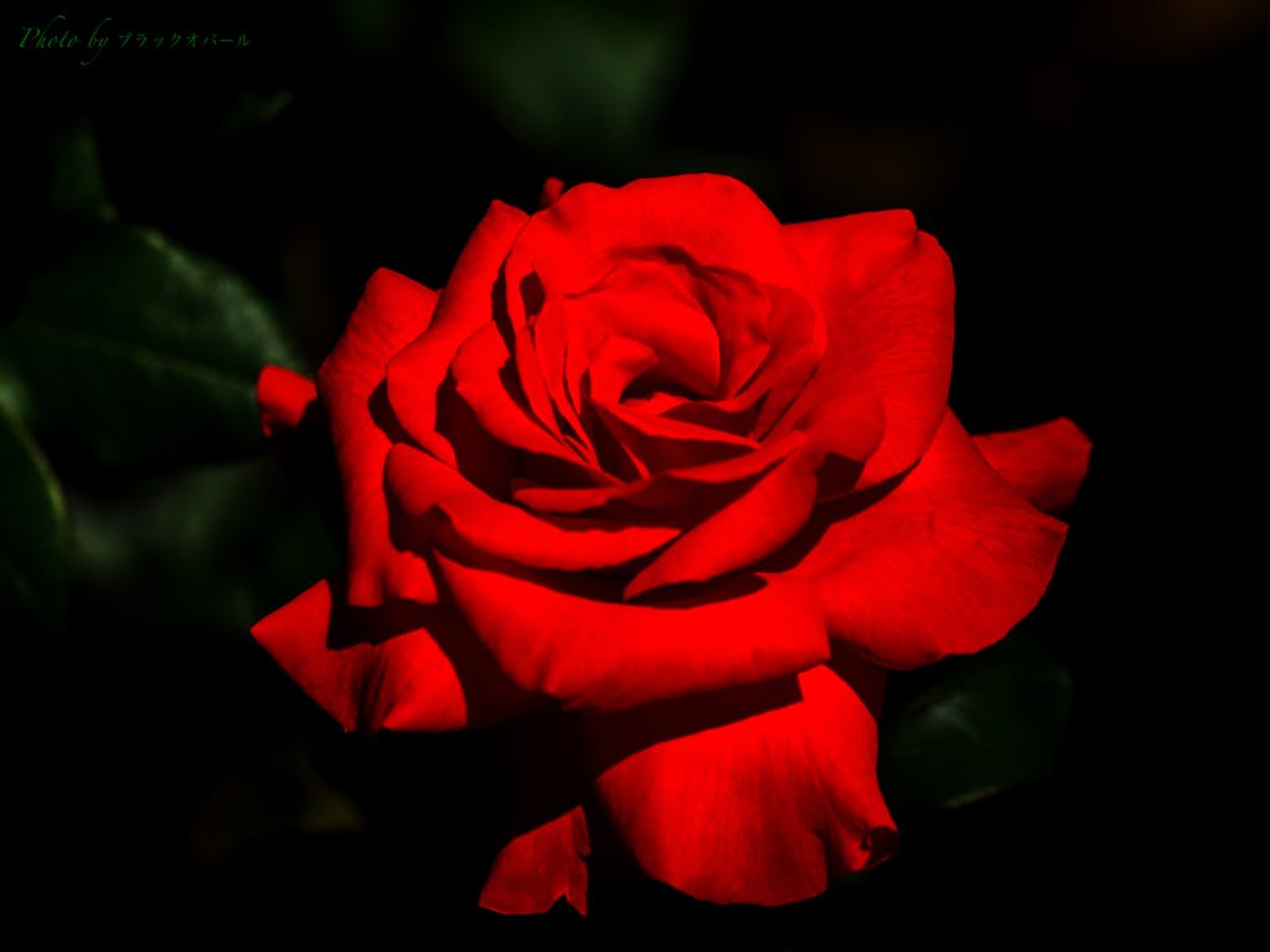 李天恩 開講opentalk 薔薇 下 李天恩 開講opentalk 薔薇 下