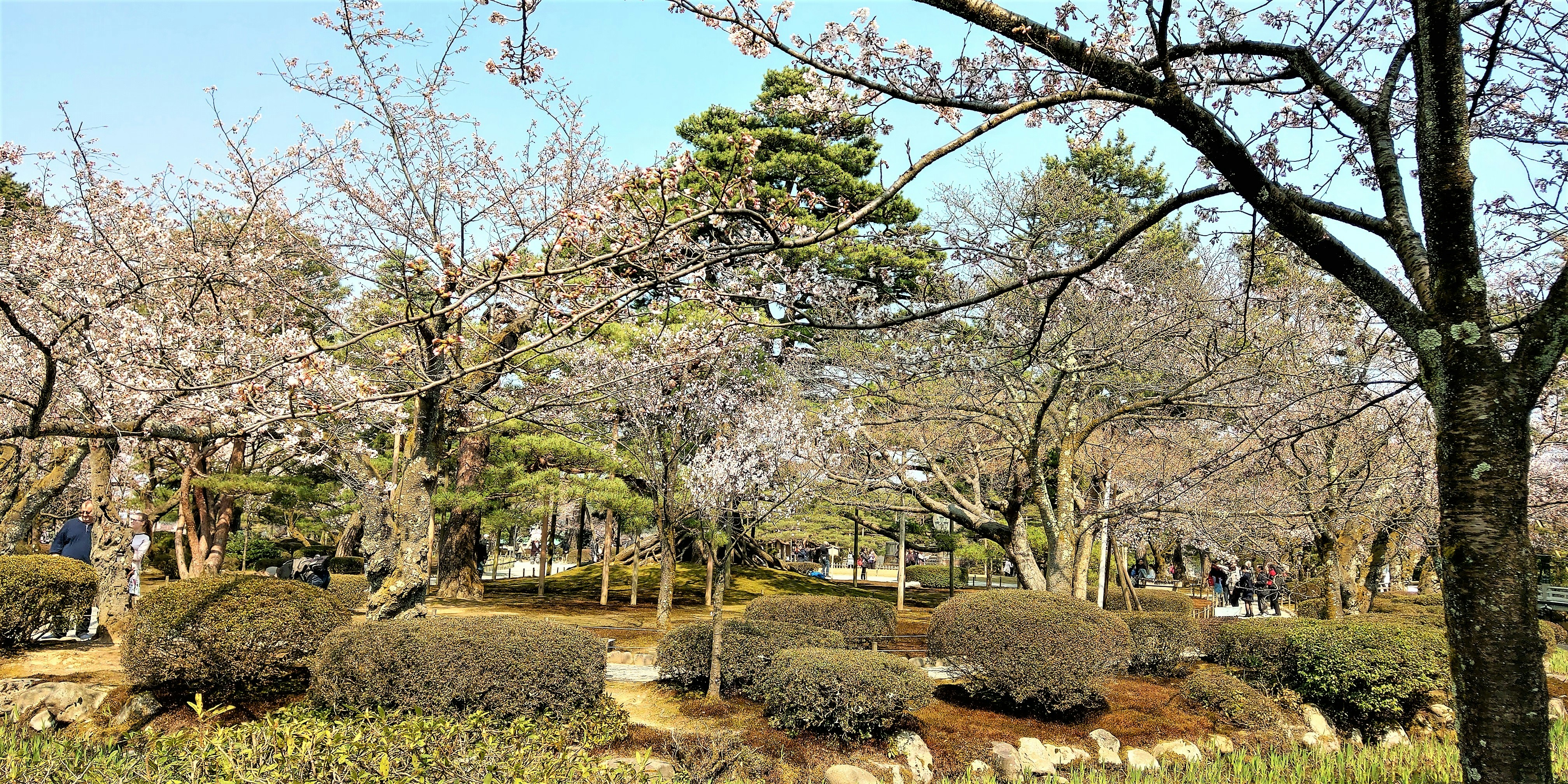 Travel Plan Ahead 匠心の旅 開講opentalk 兼六園 早櫻