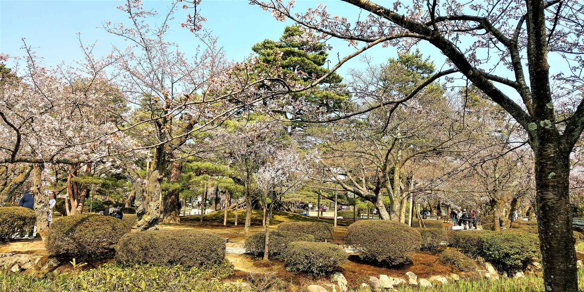 Travel Plan Ahead 匠心の旅 開講opentalk 兼六園 早櫻 Travel Plan Ahead 匠心の旅 開講opentalk 兼六園 早櫻
