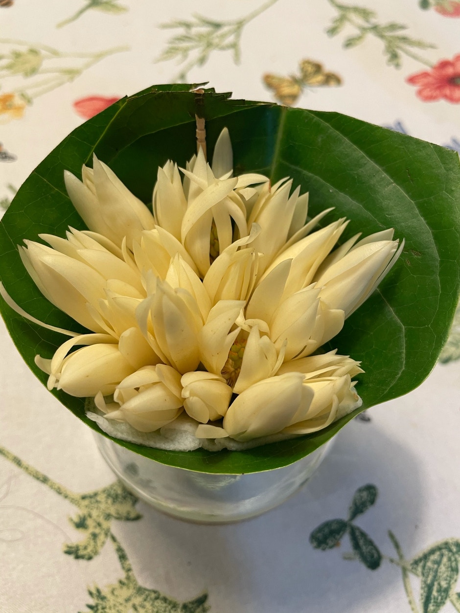 我的生活煮意 開講opentalk 初夏的白蘭花大自然真的很奇妙 冬去春來 立春後木棉花開 驚蟄後白蘭花也開了 明明白蘭花 只是在初夏的時候開花 但街上卻有一些婆婆四季都賣白蘭花 一般人喜歡白蘭花花香撲鼻 氣味清香 近年也有人用它來提煉香水 但白蘭花對 我的生活煮意 開講opentalk 初夏的白蘭花大自然真的很奇妙 冬去春來 立春後木棉花開 驚蟄後白蘭花也開了 明明白蘭花 只是在初夏的時候開花 但街上卻有一些婆婆四季都賣白蘭花 一般人喜歡白蘭花花香撲鼻 氣味清香 近年也有人用它來提煉香水 但白蘭花對