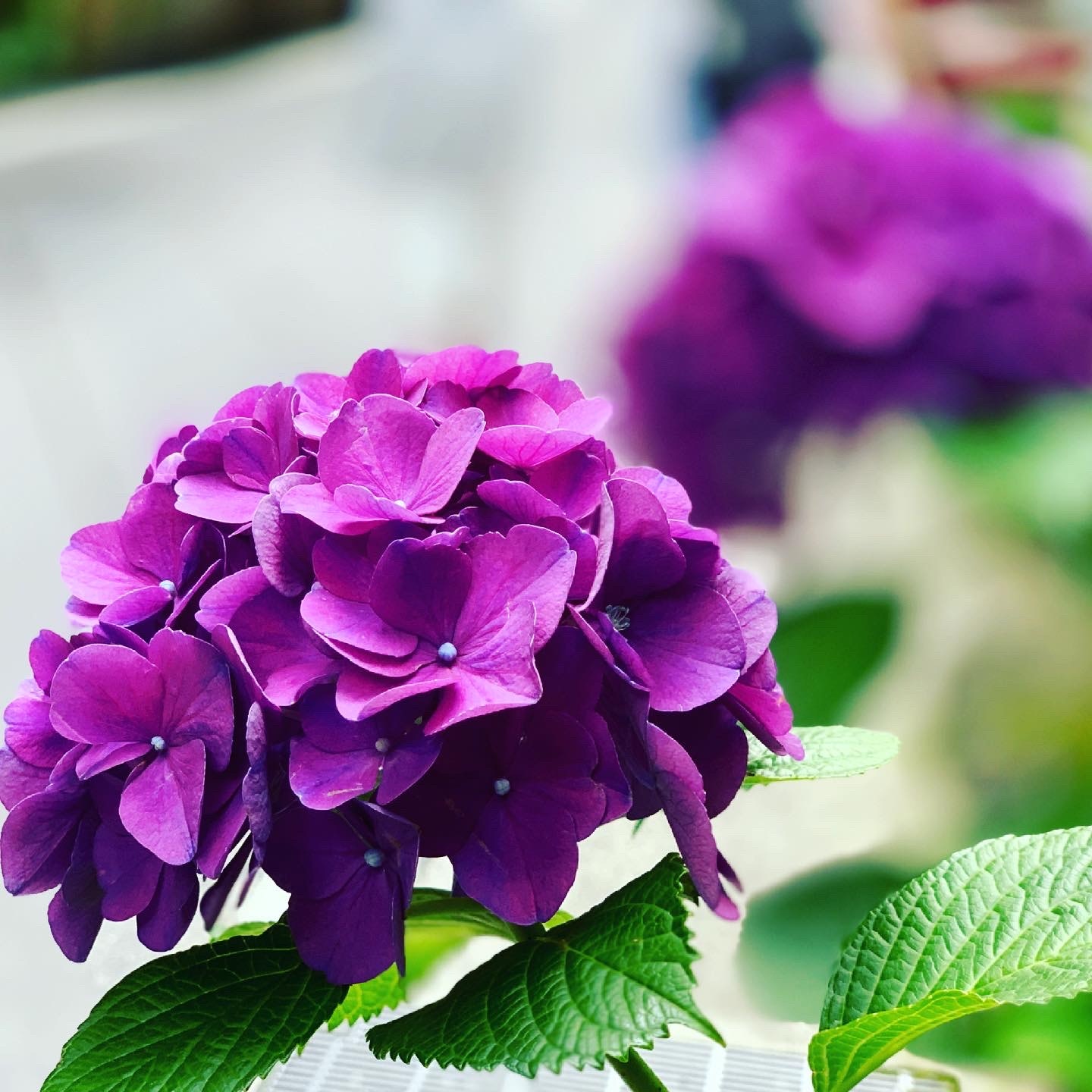 珈琲人 開講opentalk 酸鹼度 紫陽花 珈琲 曾經在今年3月途經花墟一帶的花檔 看見到處紫陽花盛開的場面 相比起香港的3月至4月 紫陽花是日本夏季其中一個最具代表性的賞花品種 花期一般在5月至7月 能欣賞繡球花景點幾乎遍佈日本全國 想起以往的日子 每年到