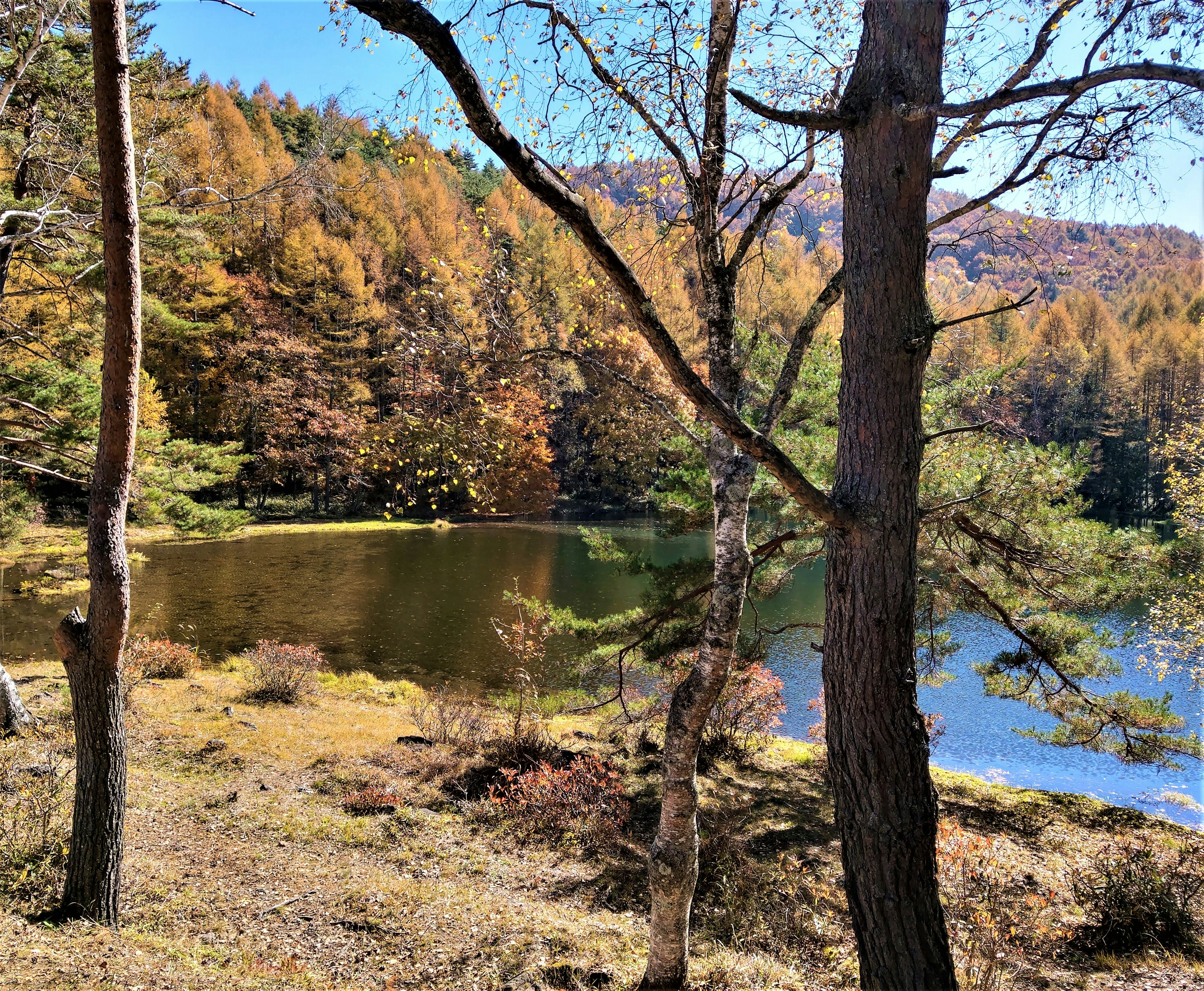 茅野市北山蓼科高原 紅葉見頃 U Blog