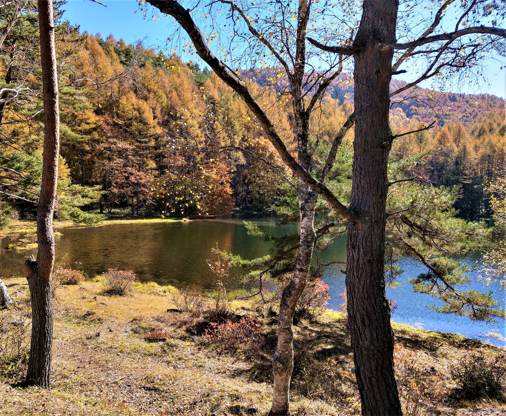 茅野市北山蓼科高原 紅葉見頃 U Blog 茅野市北山蓼科高原 紅葉見頃 U Blog