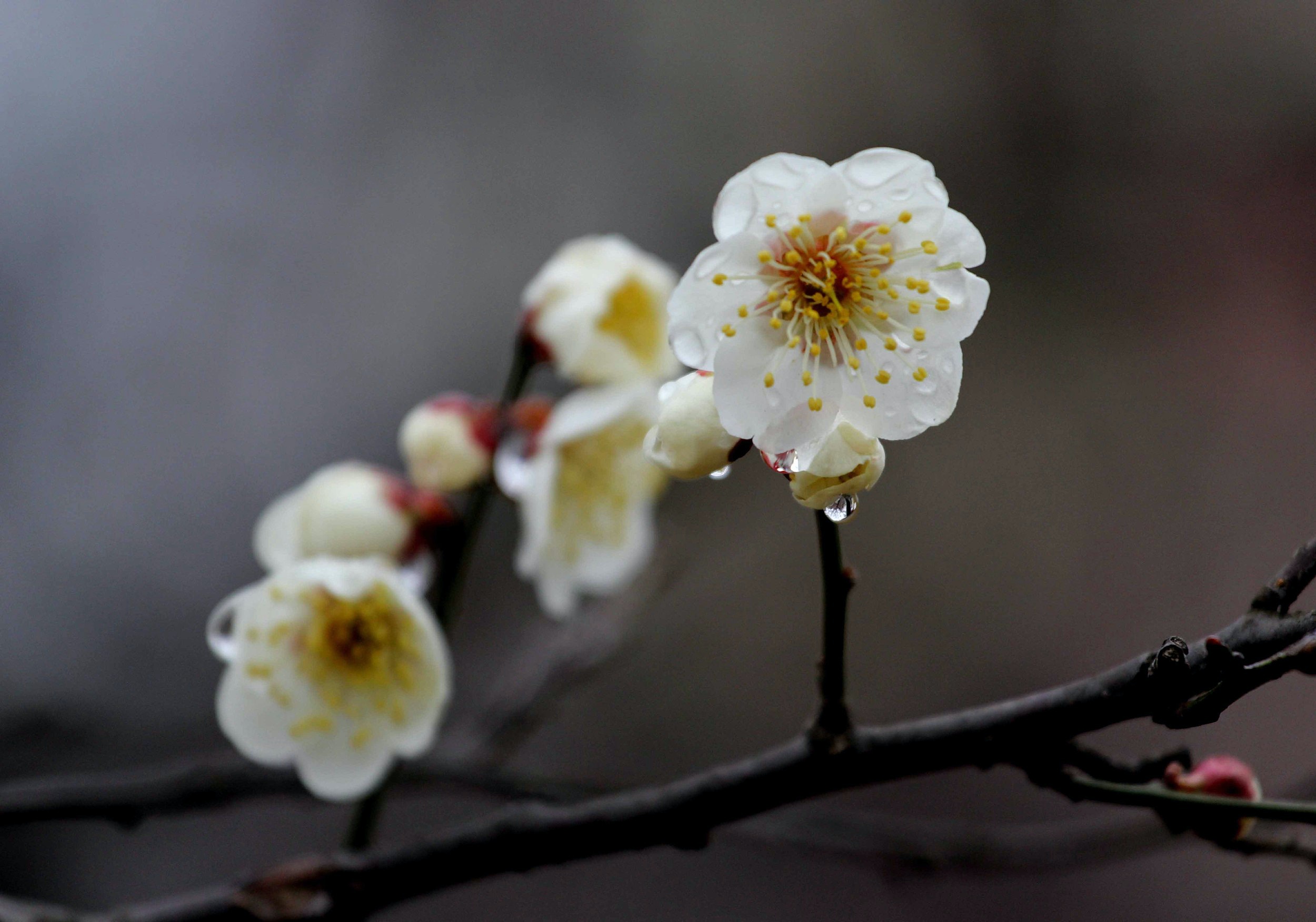 歷史探秘｜踏雪尋梅歷代文人筆下的雪與梅花